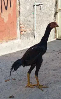 جوجه لاری