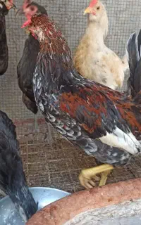 فروش خروس محلی