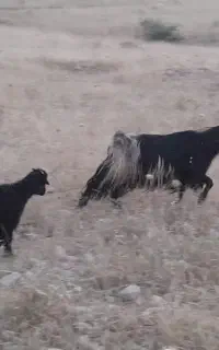 بزکهره داروخشک