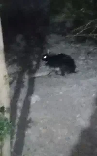 خرگوش