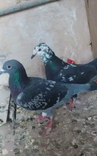 مجسمه کفتر سوسکی با مگس