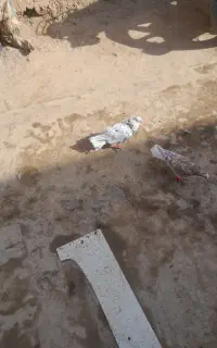 یه جفت جوانه دم سفید نر ماده