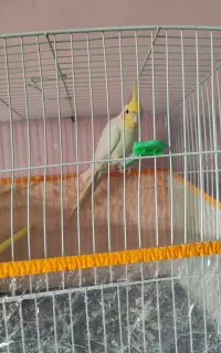 عروس هلندی