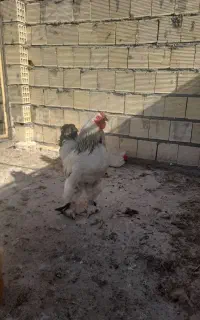 خروس برهما اصل