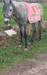 اسب رنگ طوسی