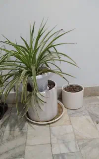 دو عدد گلدان بزرگ و کوچک ویک عدد گل گندمی