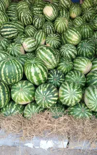 هندوانه تازه چین همدان به قیمت باغ