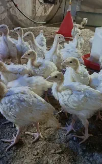 بوقلمون بیوتی زرین