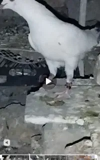 کبوترتهرانی