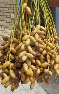 خارک خوزستان