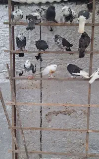 کبوتر کفتر پرشی