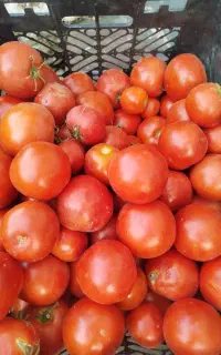 گوجه ربی