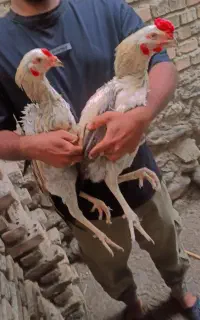 جوجه لاری