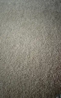 پالاز موکت