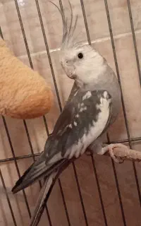 یک جفت عروس هلندی
