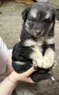 سگ ژرمن