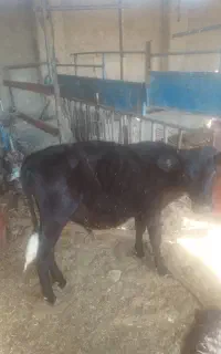گوساله نر دورگ خالص مال گاو خودم هست به شرط سالمی