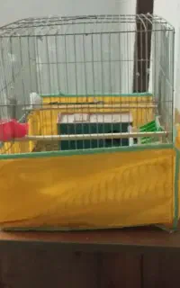 قفس