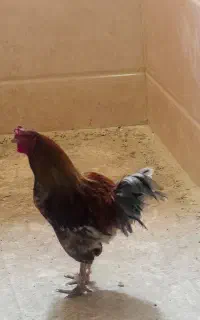 خروس