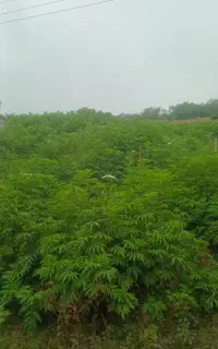 طبیعت گردی /سبک