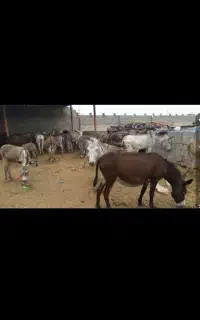 شیرالاغ شیر الاغ
