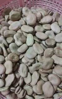 باقلا