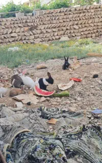 خرگوش