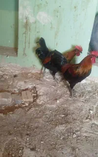 مرغ و خروس محلی و گلین