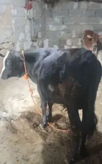 195میلیون