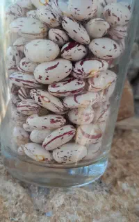 لوبیا چیتی