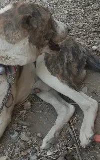 سگ نگهبان سگ گله