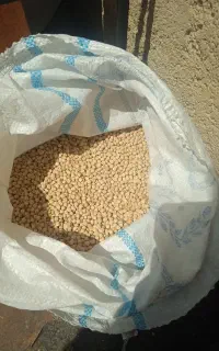 نخود تازه محلی