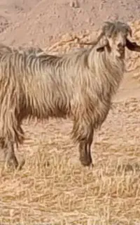 می زرد روزگاری