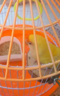 گمشده