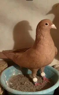 خریدارم