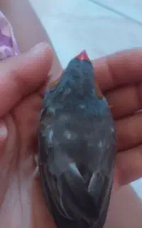 فنچ نر و ماده با قفس