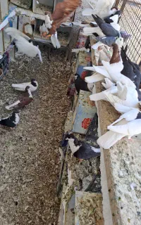 60تاکبوتر رنگی به شرت تخم جوجه پرش