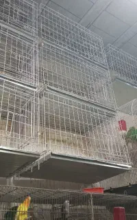 جفت خوان کبوتر