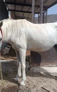 مادیان اسب سفید خالدار