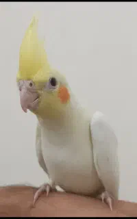 جوجه عروس هلندی