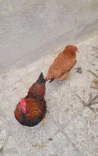 مرغ و خروس محلی