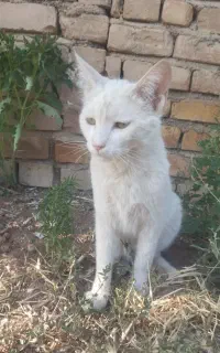 گربه