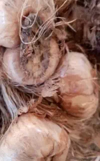 پیاز درشت درجه یک