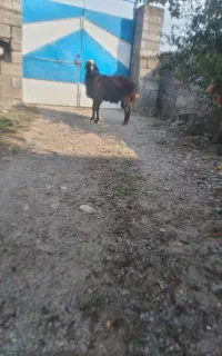 بره نر زیر دوسال نژاددارو جنسدار