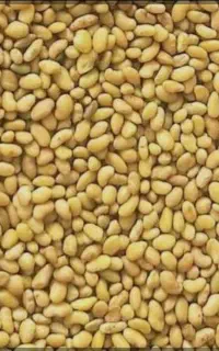 بذر اصلاح شده یونجه همدانی رنجر