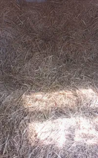 کاه گندم مجانی
