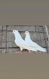 کبوتر پرشی