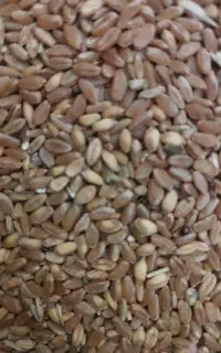 گندم ساجی مخصوص سال پر بارش