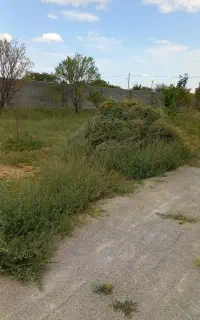 فروش علوفه خشک و تازه باغی