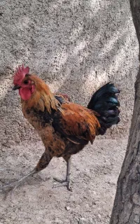 خروس